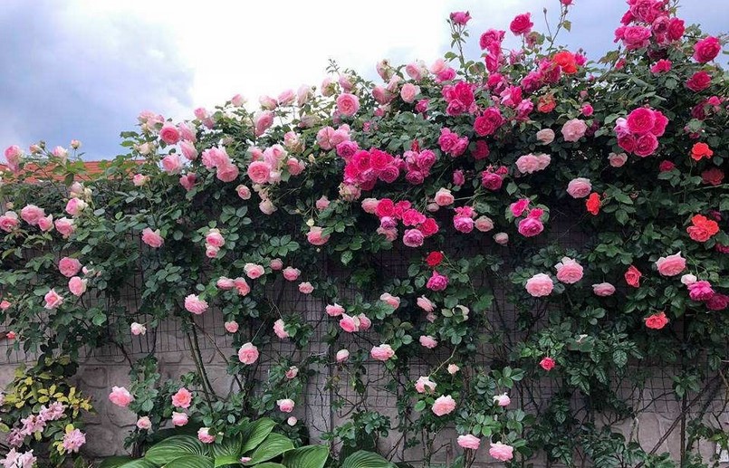 Hoa hồng gai trang trí cho ngôi nhà thêm diễm lệ